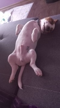 Моему 3 месяца. Жду 2ю прививку, и буду с ним гулять.