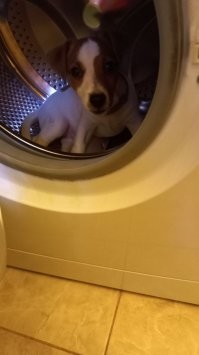 Моему 3 месяца. Жду 2ю прививку, и буду с ним гулять.