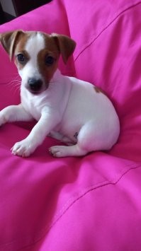 Моему 3 месяца. Жду 2ю прививку, и буду с ним гулять.