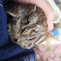 в апреле вроде, смотрю, во дворе движ непонятный. ворона птичку тиранит. серую прогнал, отловил мелкую сову, сплюшка, как потом выяснил оказалась. отдал волонтёрам, ибо эта мелкотня не ела ни перепёлок, щелкала на меня, и всяко шхерилась. узнал, что они перелётные, аж из африки прилетают.