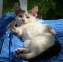 The Kiffness X NumNum Cat