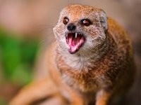 Как избавиться от грызунов без мышеловки и отравы