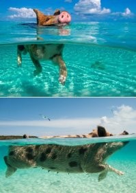 И снится ей ...