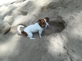 Вот моё Чудо. В шесть утра мы уже в парке бегаем за белками. Не меньше двух часов.  В обед ищем с кем подраться или как бы попугать прохожих. Можем покопать кротов. Час-полтора. Вечером, мы играем с собаками, дерёмся, бегаем по району в поиске течных сук. Часа два-три.
Вы, ребята, не переоценивайте своих способностей. Лишний раз подумайте, перед приобретением этого Друга.