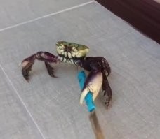 Поэтому львы его не тронули, там просто на видео не видно)