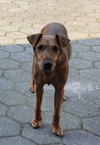 Есть и по хлеще. Например хайдетерьер. Смесь из эрдель, буль и ягдтерьера.
Альф, 13 годиков.