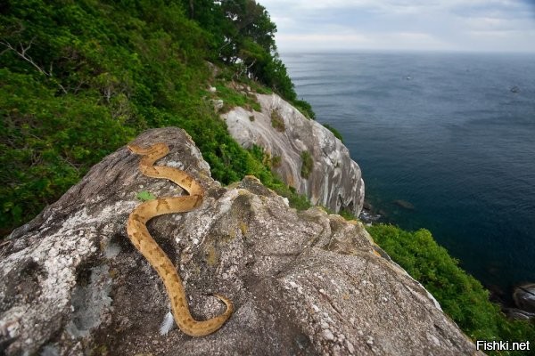 Если китайцы всех воробьев переловили так змей переловить и снизить их популяцию на острове совсем не сложно.