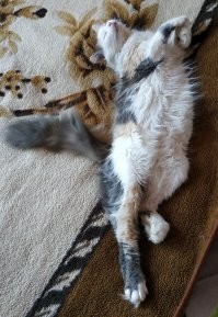 Без кота и жизнь не та