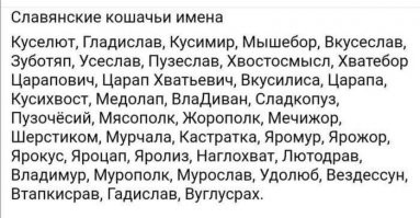 Без кота и жизнь не та