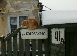 Без кота и жизнь не та