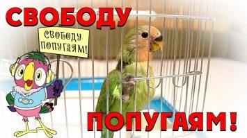 Поклевал на миллион: попугай проглотил бриллианты хозяйки