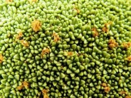 Так вот как греча растёт!