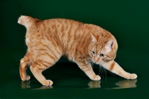 У меня курильские бобтейл живет уже который год. Они на Курилах в естественной среде живут. В этой породе многое от рыси, включая короткий хвост и кисточки на ушах. Воды не боятся, пылесоса тоже, нет специфического кошачьего запаха и очень симметричный окрас.