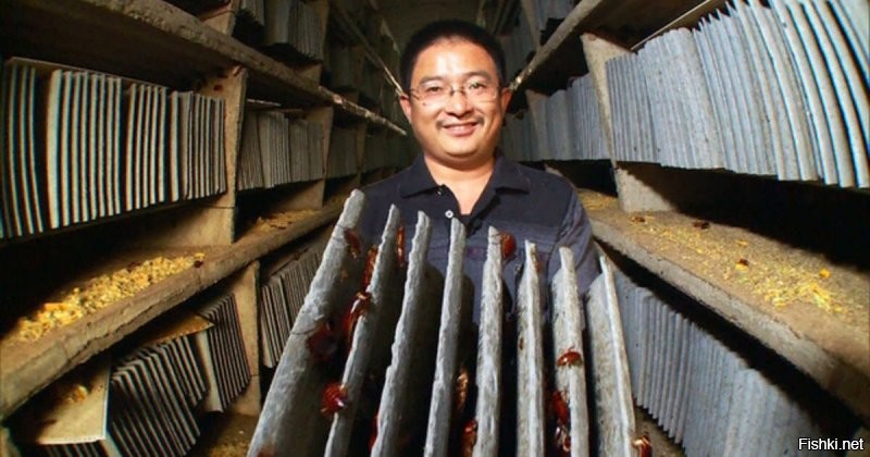 Да запросто.  Вообще в Китае есть тараканьи фермы.   Выращивают тараканов для продажи. А обычные китайцы их с аппетитом уплетают.