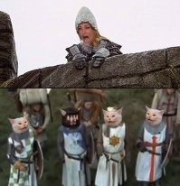 они цокают КОКОСАМИ