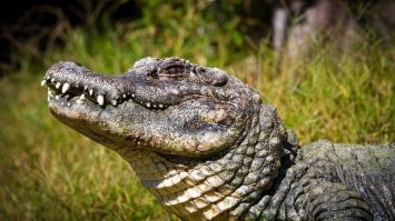 По пункту №1 - китайский аллигатор одобряет