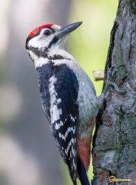 Смешные и познавательные картинки