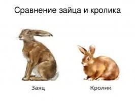 Хм.. получается, что заяц больше крола. Но тогда кто жил у моего деда)))) Люська была размером с диван, в смысле, что когда вытягивалась.