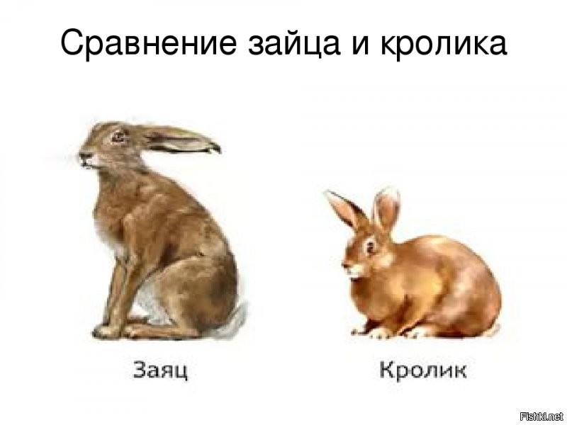 Хм.. получается, что заяц больше крола. Но тогда кто жил у моего деда)))) Люська была размером с диван, в смысле, что когда вытягивалась.