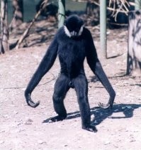 Отлично!!! Дайте 2 и глушак долой, а то ночью ездить слишком тихо не по пацан ки  мля