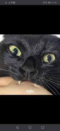 Котики, которые прекрасны просто тем, что они есть