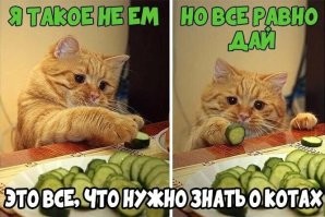 Котики, которые прекрасны просто тем, что они есть