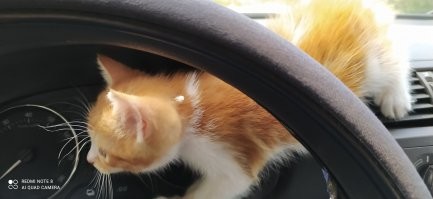 Прелестных котят вам в ленту