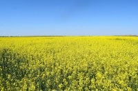 Всюду Вам украинский флаг мерещится...