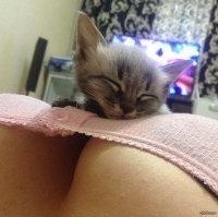 Прелестных котят вам в ленту