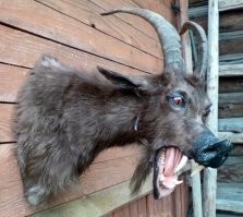 таксидермист запил?