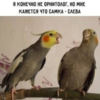 Самка как раз справа.