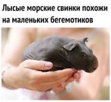 Интересные факты о морских свинках!