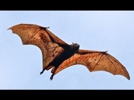 что странно на крыльях видны вены возможно это была летающая лисица и приделали только голову.