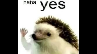 Решил поцеловать ежика и был наказан