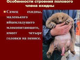 "Поезд ехидн" - интересный ритуал перед спариванием