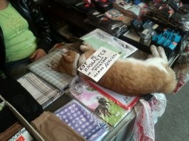 Свежие демотиваторы для настроения 