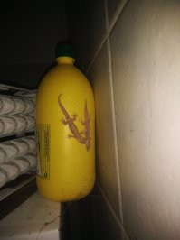 У нас такие вот живут. Ночами чирикают.
Еще один факт: гадят прям на стены.