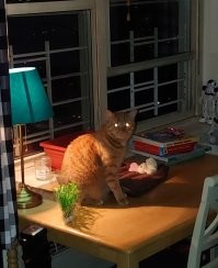 Наш кот. Взяли его весной из приюта.