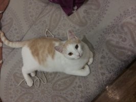 жаль, не сохранилось вото того. каким оно просто мне навязалось. А это сейчас, уже сильно больше чем пол года прошло. Просто дворянского присхождения скотинко. Досталось даром. Само усыновилось.Вот посто бежало и бехало за мной с километр. Через переходы и дороги... не выдаржал. Понял. ТО - судьба.  Выглядело сначала довольно убого. Грязное. тощее. блохастое. А теперь вот так. :)