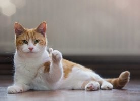 Хаски спас кошку, брошенную в сумке-холодильнике