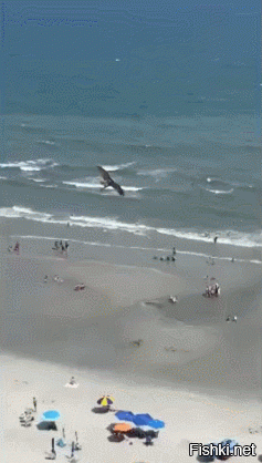 Пример дружбы животных.
Орёл показывает знакомой рыбе, как выглядит море с высоты птичьего полёта.