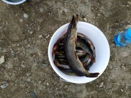 Ездили на рыбалку вчера, маманя на простую удочку вытащила, на дохлого опарыша. Думали окунь крупный клюнул :).