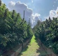 А вы говорите - трава ... ей просто вырасти не дают .