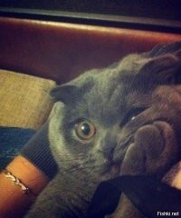 20 животных-чудиков, которые обязательно вас рассмешат 