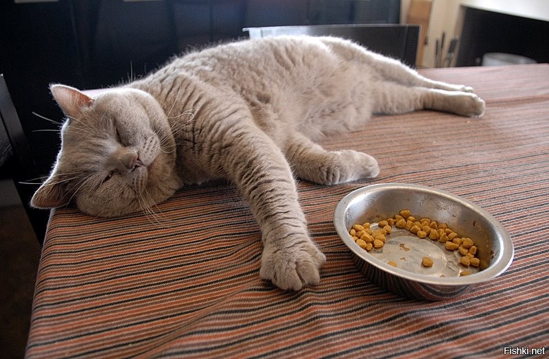 Голодному не хочется. Кот объелся. Котик обедает. Котенок наелся. Котик после обеда.