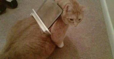 Кто-то слишком много ест