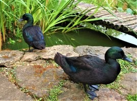 Изумрудные утки - это кошмар. Разведутся - пипец водоему. Жрут все, как саранча. Водную и прибрежную растительность, рыбу, лягушек, улиток.