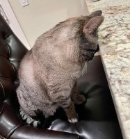 У кошака бошка болит или еще что-то, а ты все про подписи дебильные.