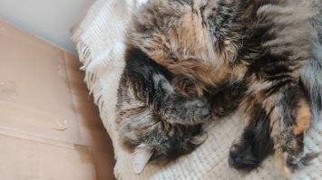 17 мужчин, которые нежно любят котеек, но предпочитают скрывать это 