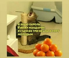 Ой, сломался: коты, которые внезапно вышли из строя